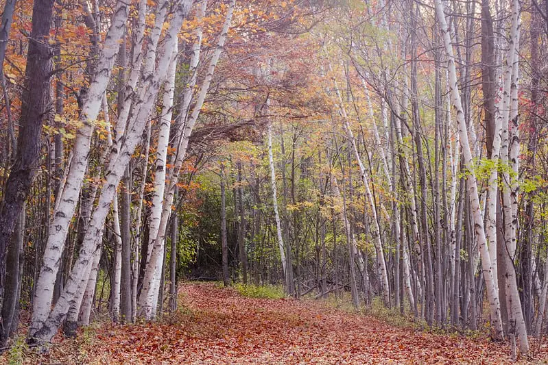 the best and most beautiful places to elope in the world - michigan