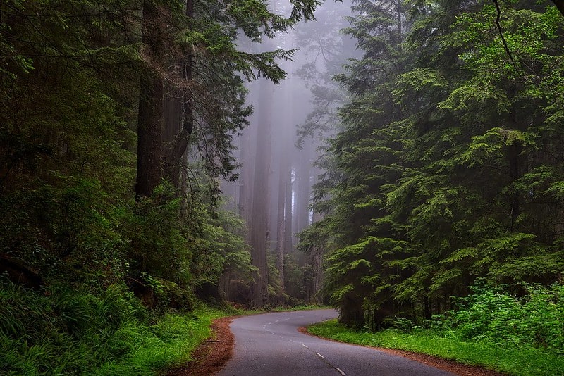 les meilleurs et plus beaux endroits pour un élopement dans le monde - redwood national park