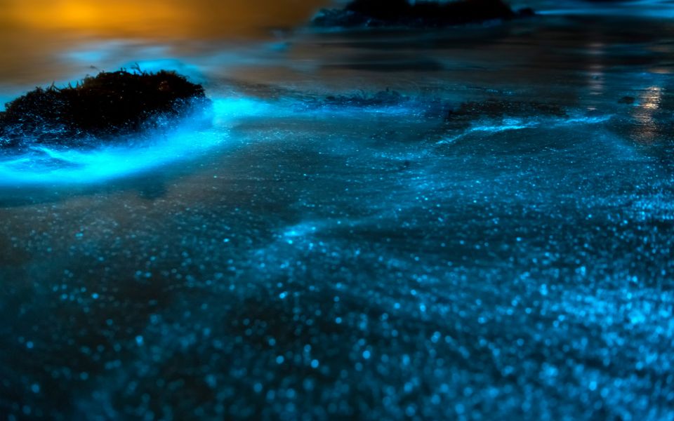 What to do on your Florida elopement - Bioluminescent Kayaking