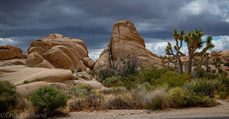 best places to elope in the us - joshua tree national park