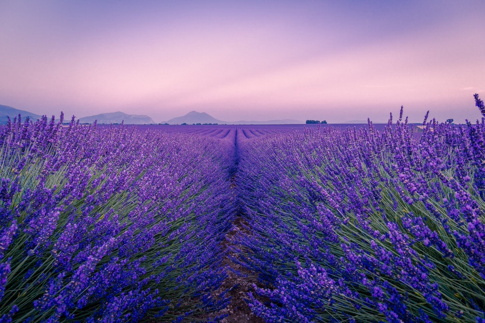 Unique things to do when you elope in France - lavender fields