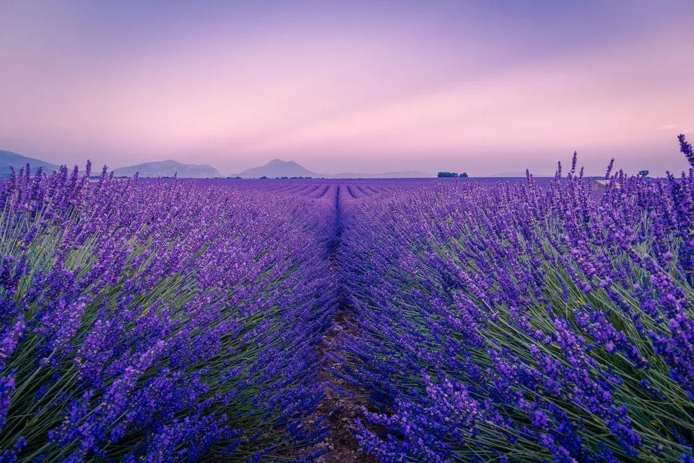 Unique things to do when you elope in France - lavender fields