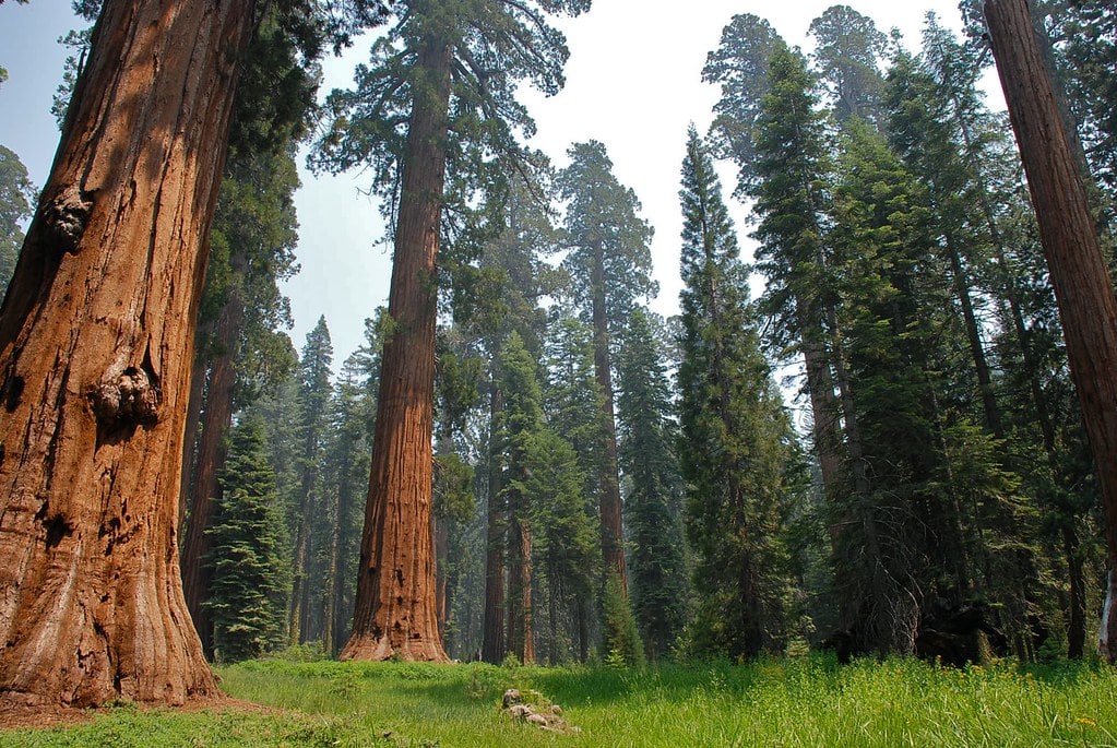 Fuite de séquoia en Californie
