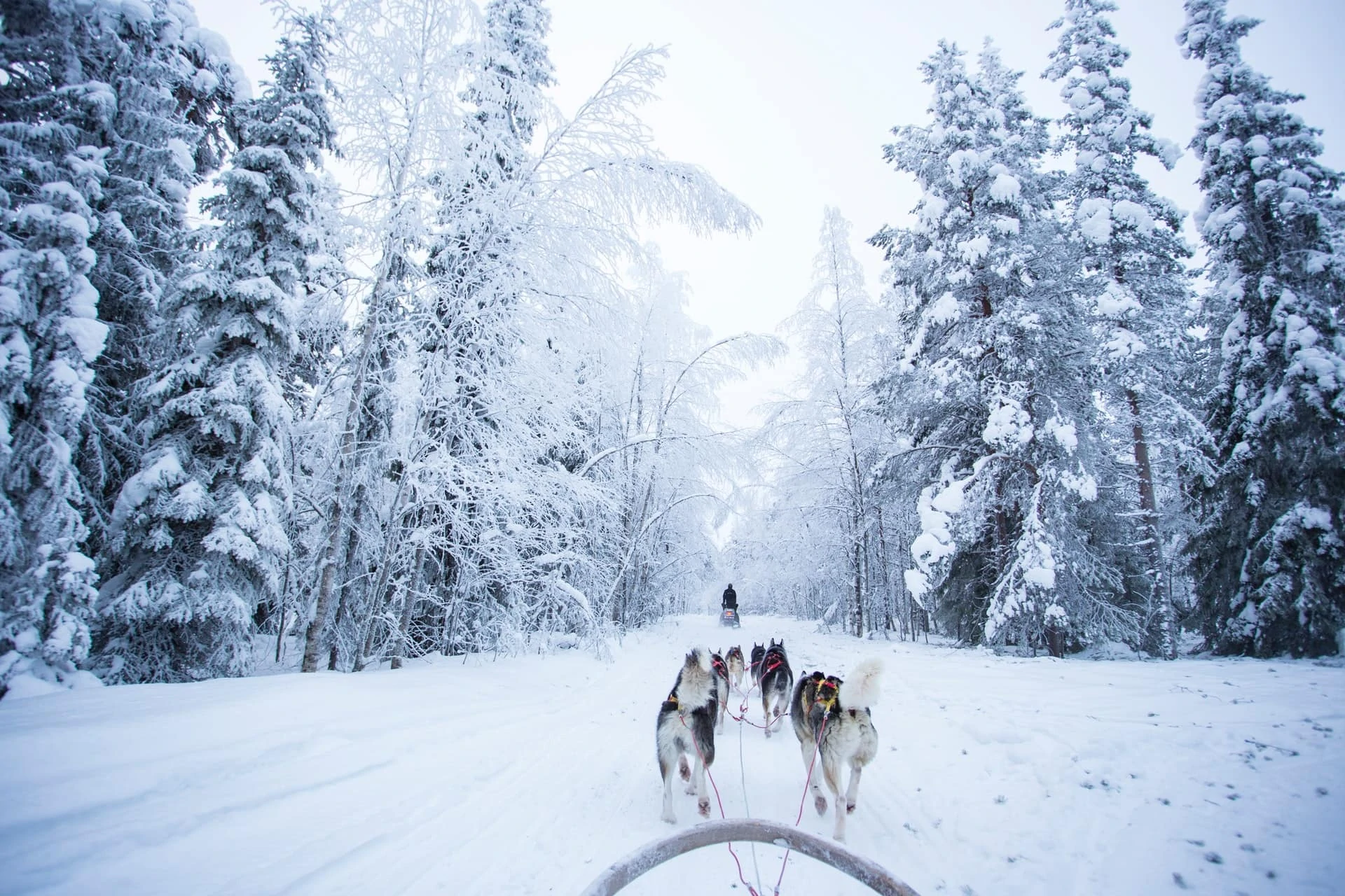 Adventure elopement with a dog sled in finland