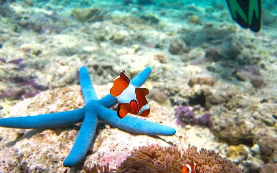 What to do on you Bali elopement - Menjangang Island