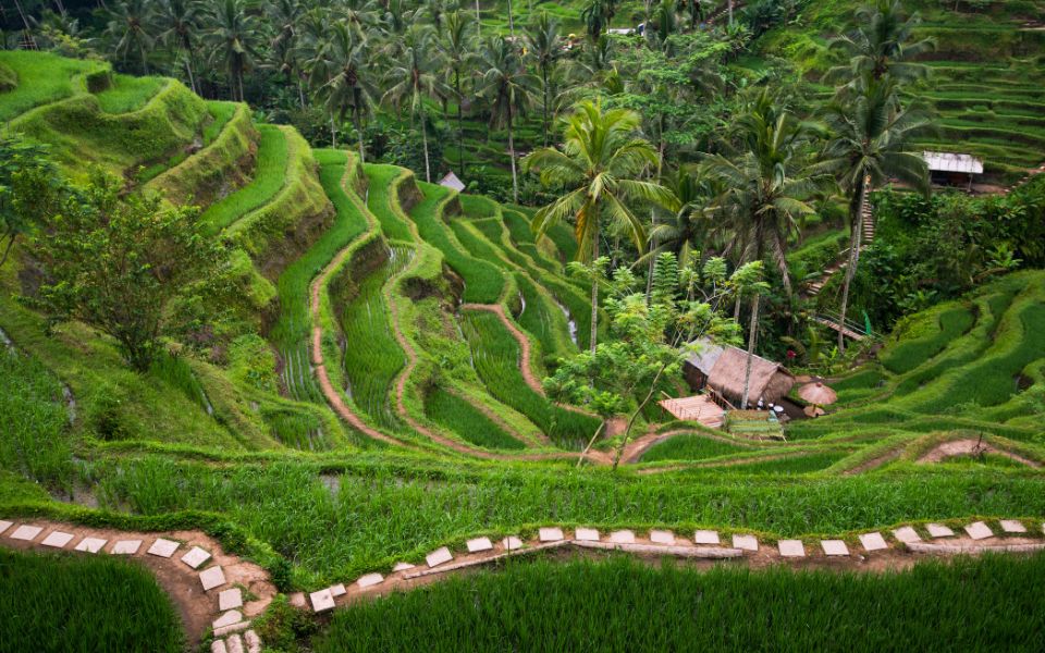 What to do on you Bali elopement - Tegalalang Rice Terraces