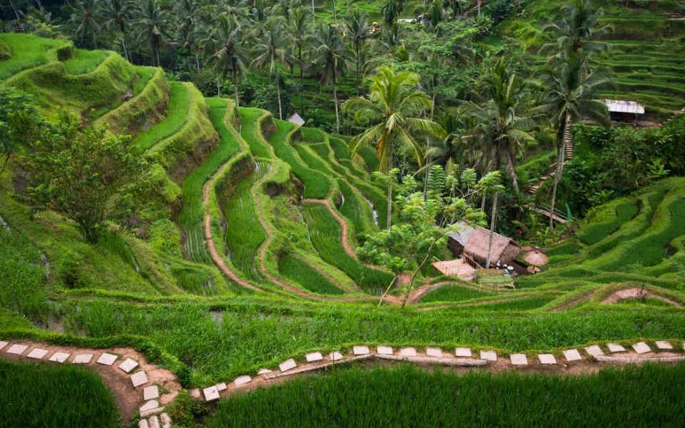 What to do on you Bali elopement - Tegalalang Rice Terraces