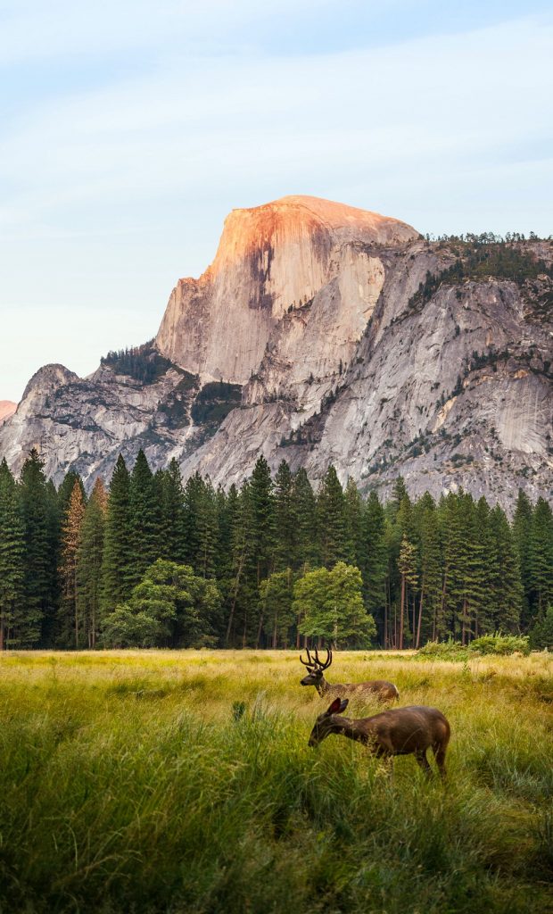 Yosemite elopement in California