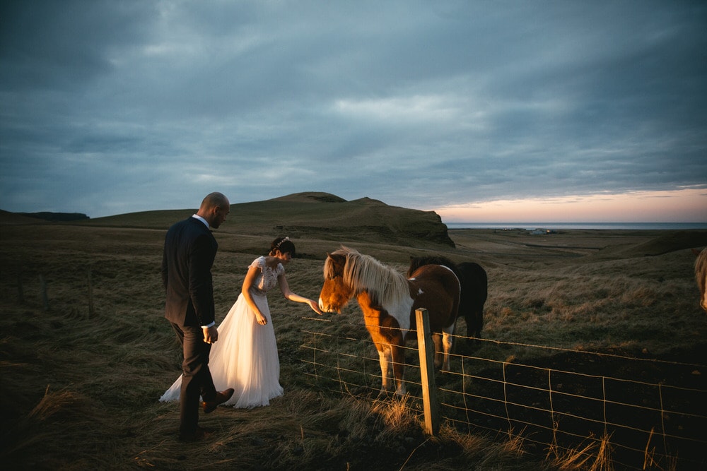 Iceland elopement example - couple photos with an icelandic horse
