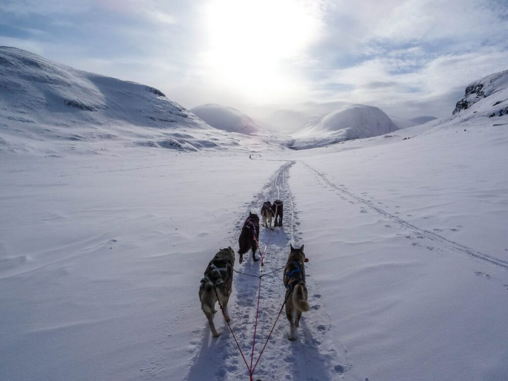 Unique activities to do during your elopement in Iceland - dog sledding