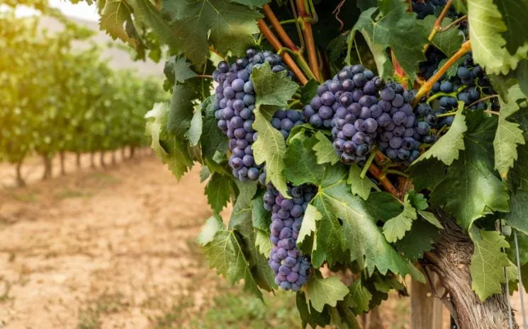 What to do on your Spain elopement - Private vineyard tour in la Rioja