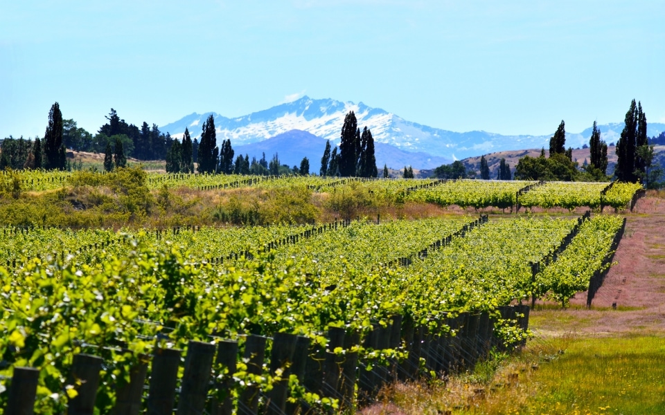 What to do on your New Zealand elopement - central Otago winery tour