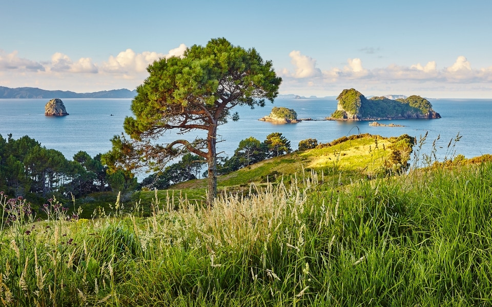 What to do on your New Zealand elopement - Coromandel peninsula