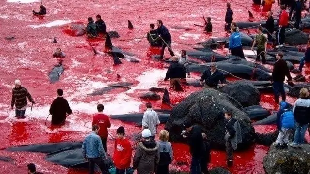 Elope on the Faroe Islands - don't forget about the Grinds