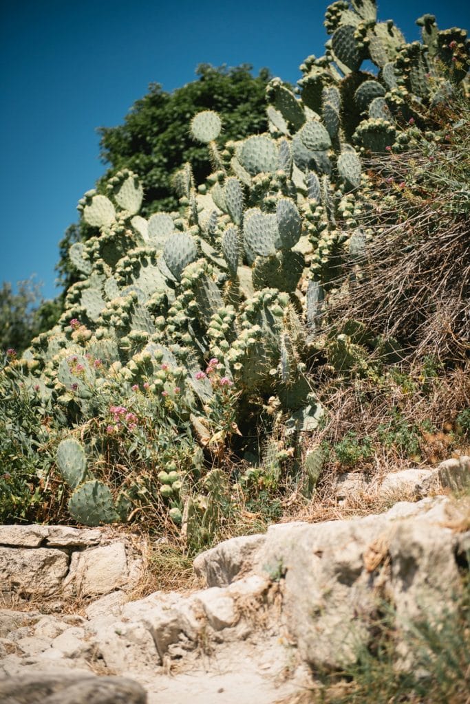 A post-wedding session in Provence - gordes cactus