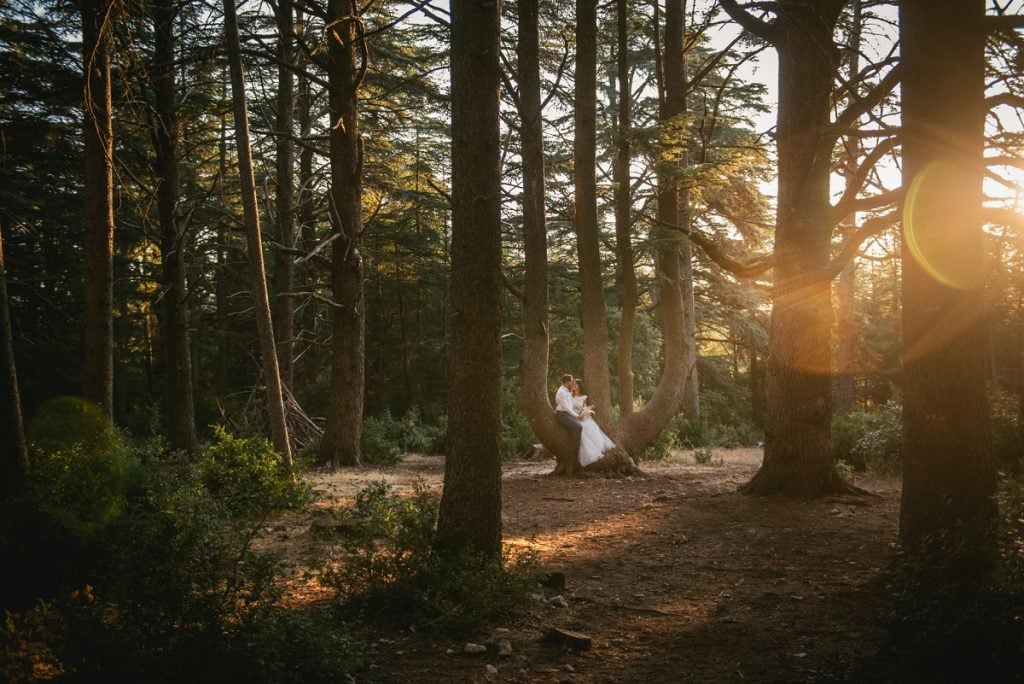 A post-wedding session in Provence - cedar tree