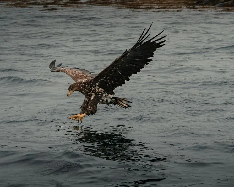 What to do during your Lofoten Islands elopement - Explore the Arctic Wildlife by Boat