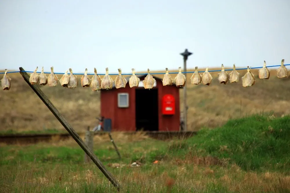 What to eat during your Lofoten Islands elopement - Stockfish