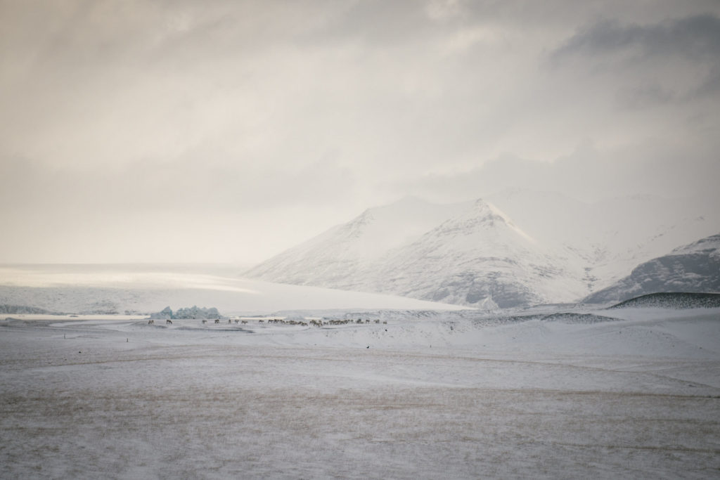 Reindeers in Iceland