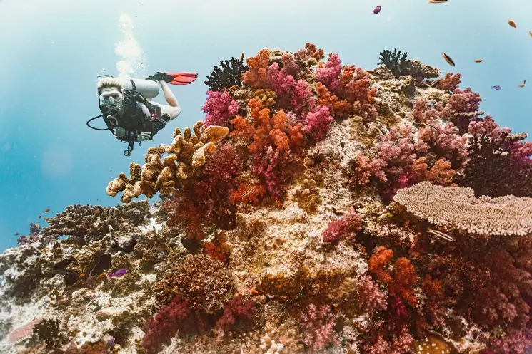 What to do during your Fiji elopement - Coral reef scuba diving