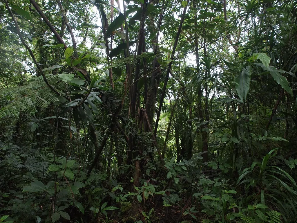 Where to elope in Fiji - Mount Tomanivi