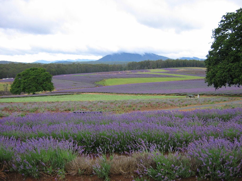 The lavender fields of Tasmania are a great spot to elope