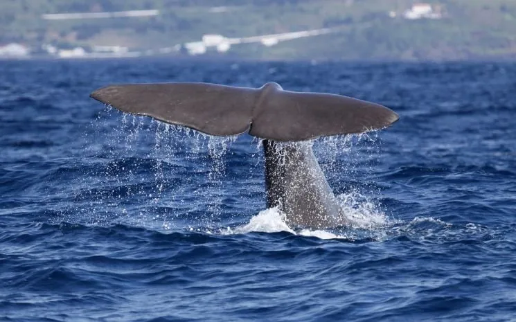 What to do during your Azores elopement - Whale watching in the Atlantic