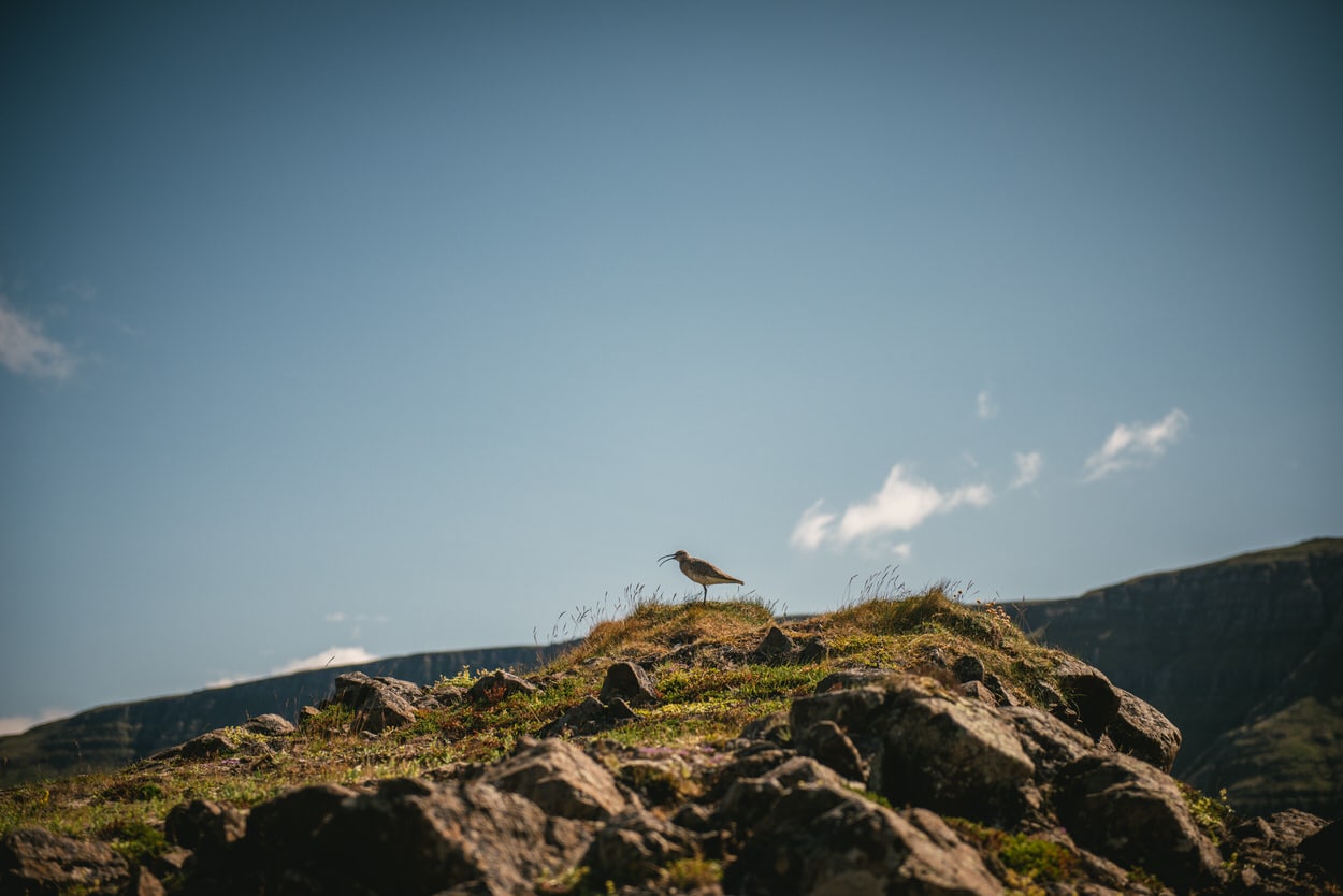 Bird waiting for the ceremony to start