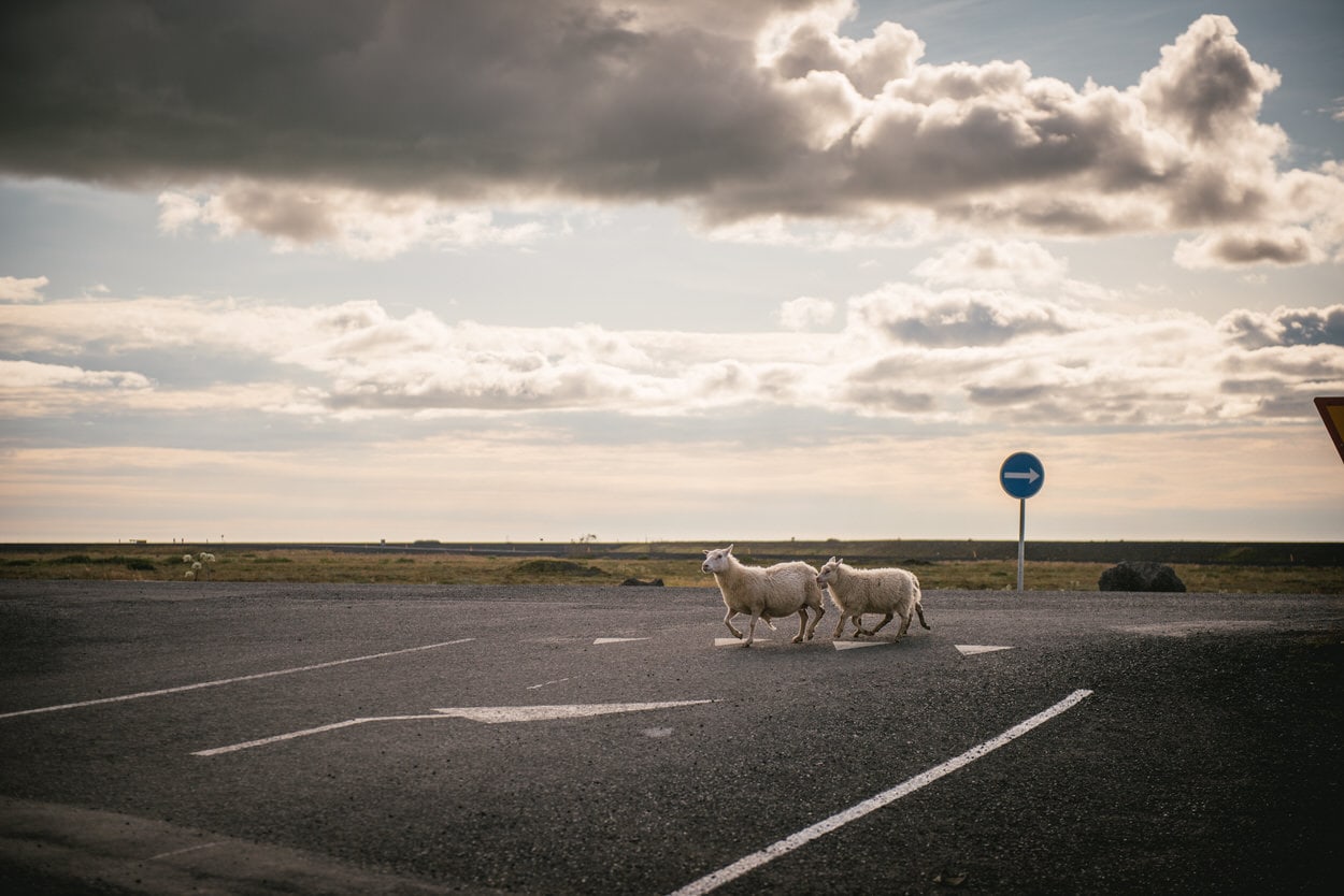 Sheep crossing the road in Iceland