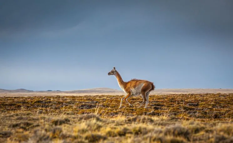What to do during your Patagonia elopement - Spotting wildlife