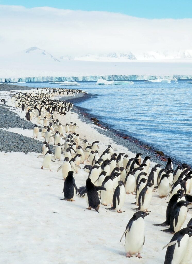 Elopement planner and photographer in Antarctica