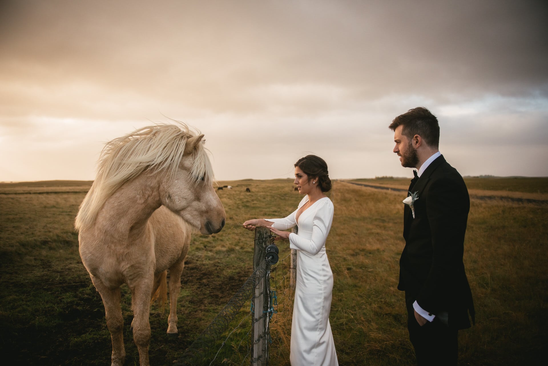 Couple petting Icelandic horses on their elopement day in Iceland