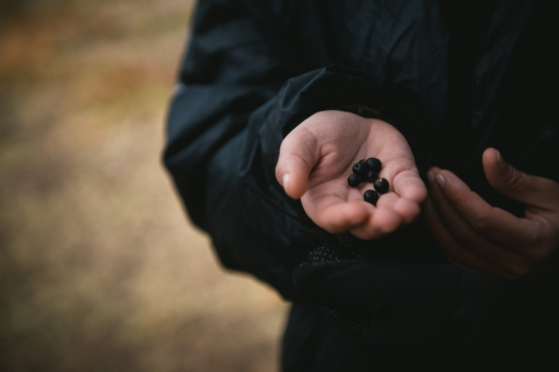 Hand with wild blueberries