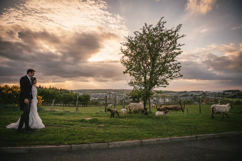 Bride and groom standing by irish sheep