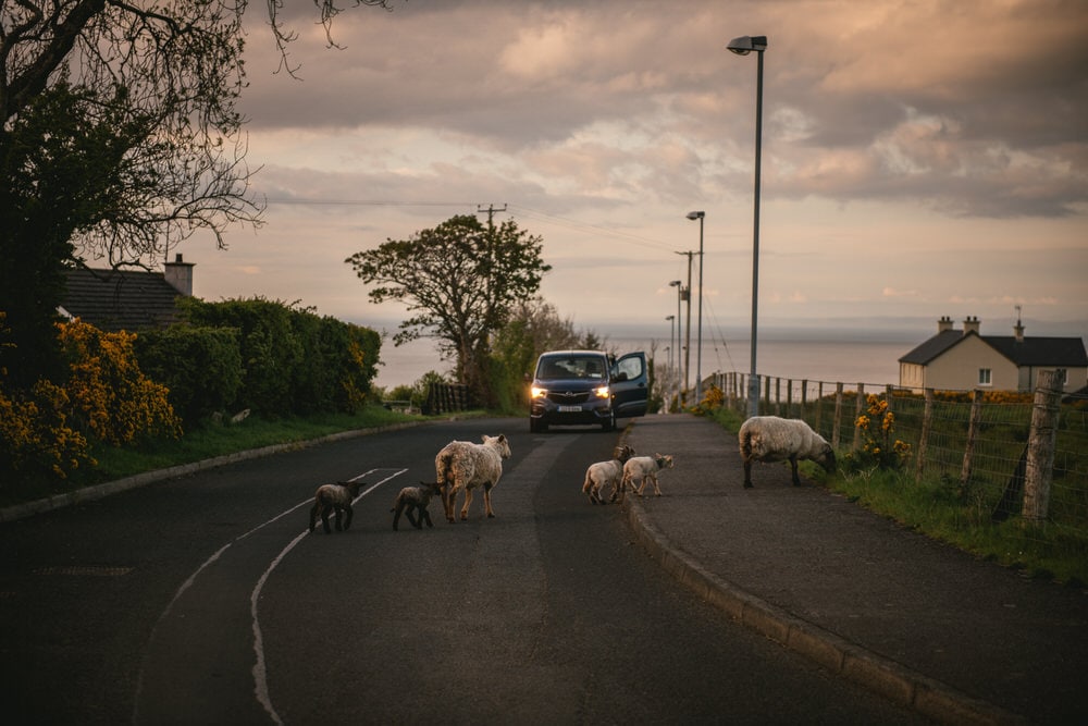 Sheep walking towards a car in Northern ireland