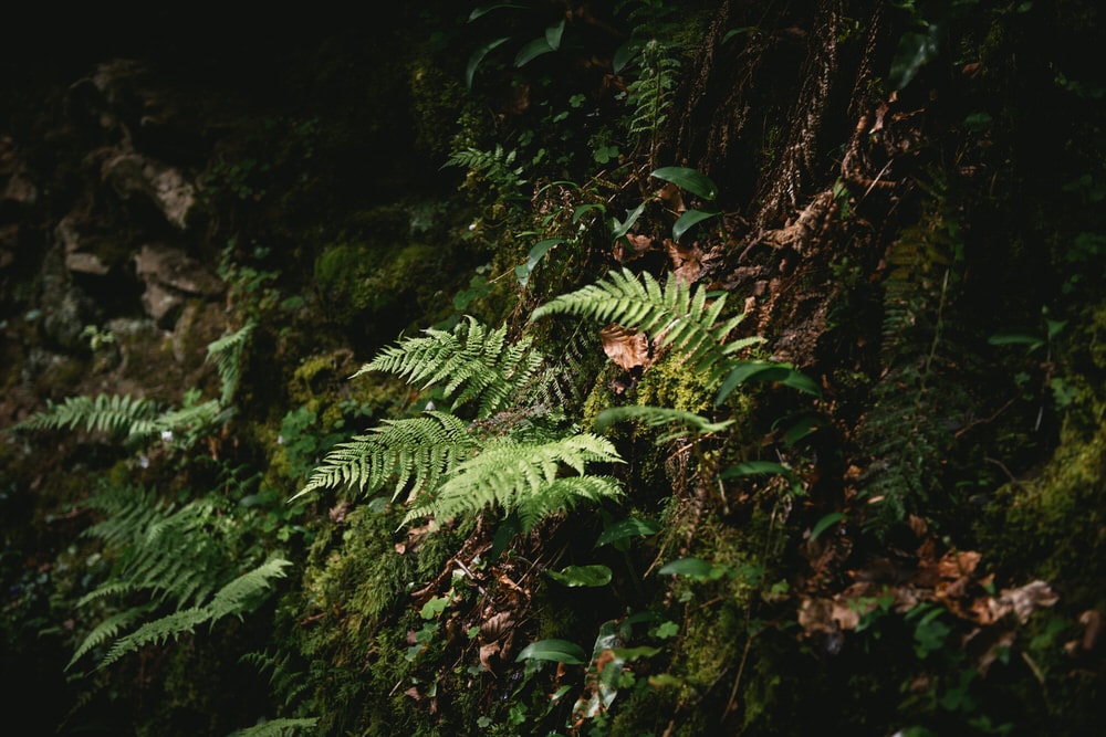 Forest detail shot of a fern
