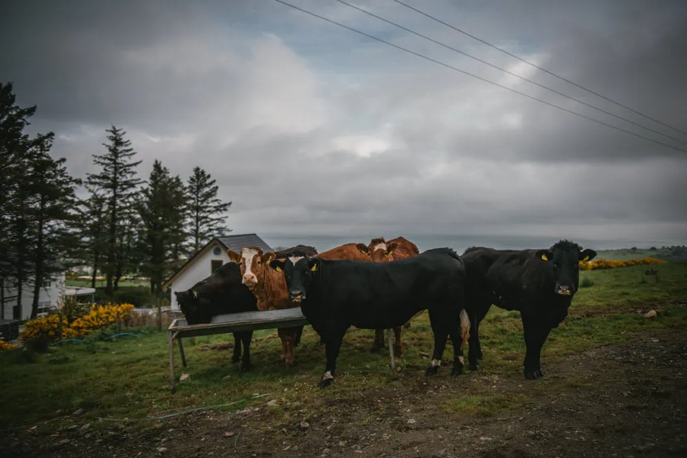 Panoramic view of rugged Northern Ireland coastline during their elopement.