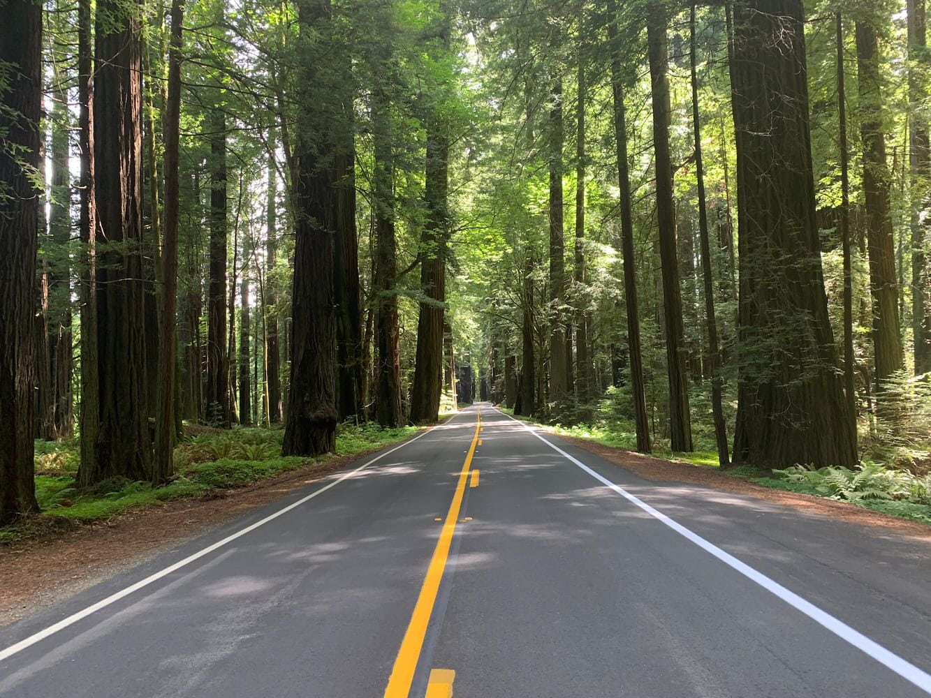 Humboldt's Redwood Symphony: A California Forest Elopement Dream