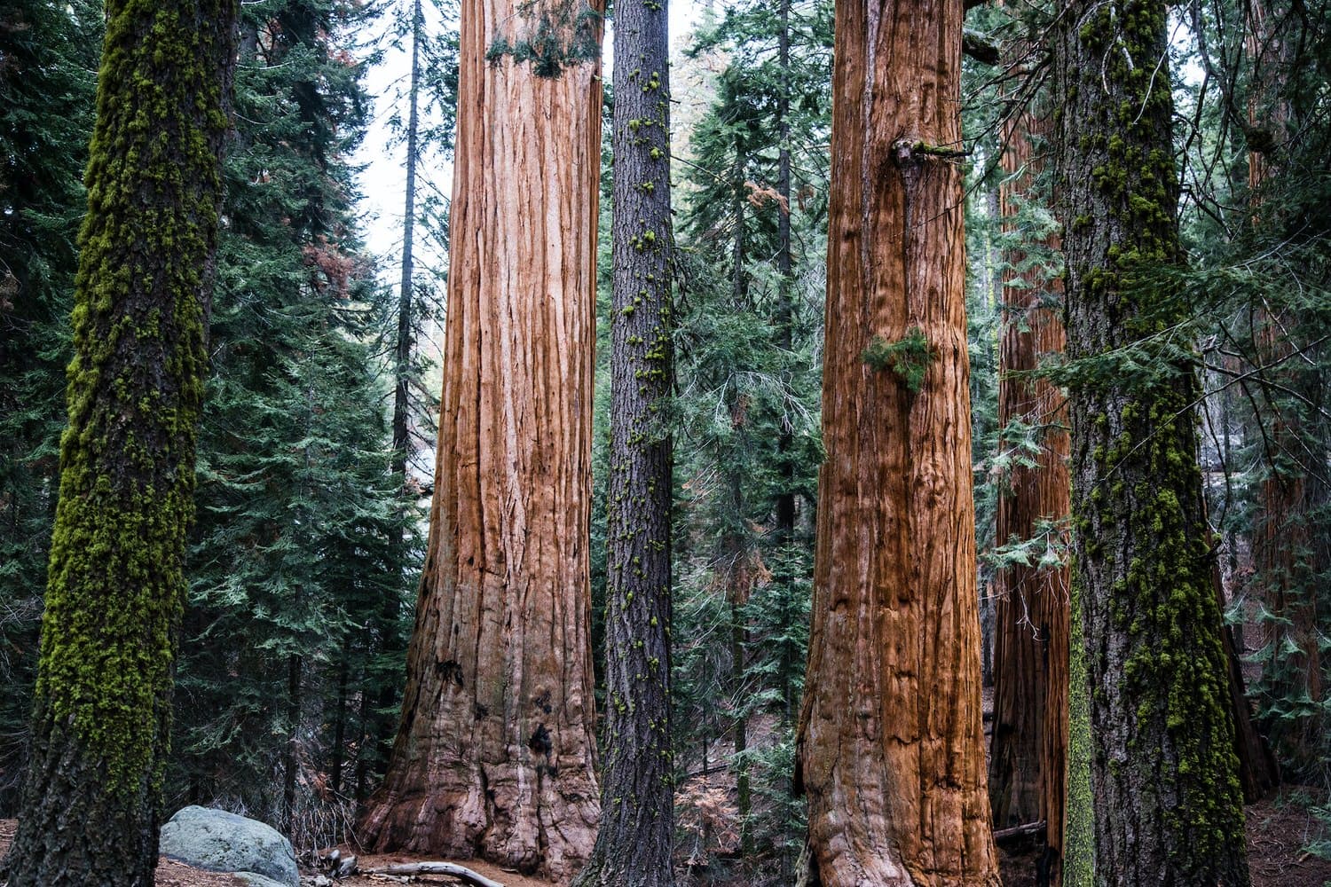 Sequoia's Grandeur: A California Forest Elopement Among Giants