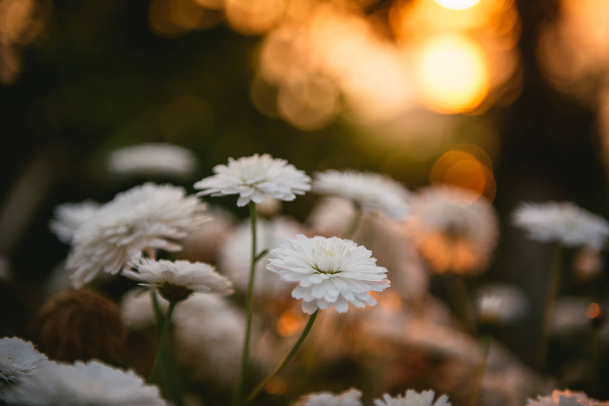 Detail of a delicate flower illuminated by the setting sun during their Corfu elopement.