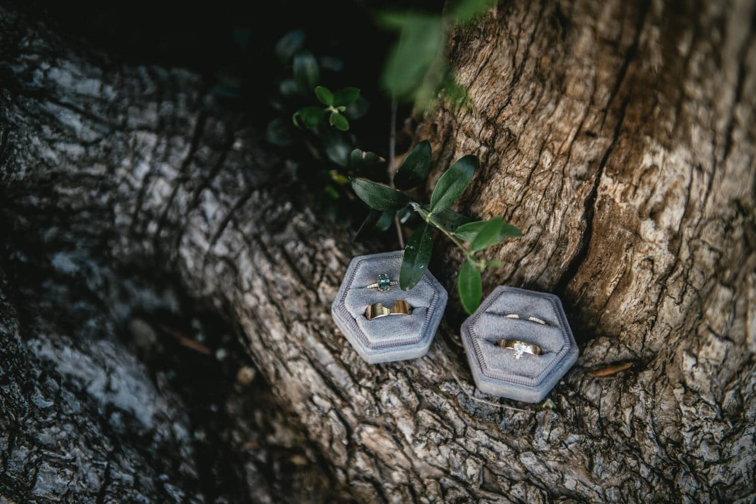 Rings hung in an olive tree, symbols of commitment during their Corfu elopement.