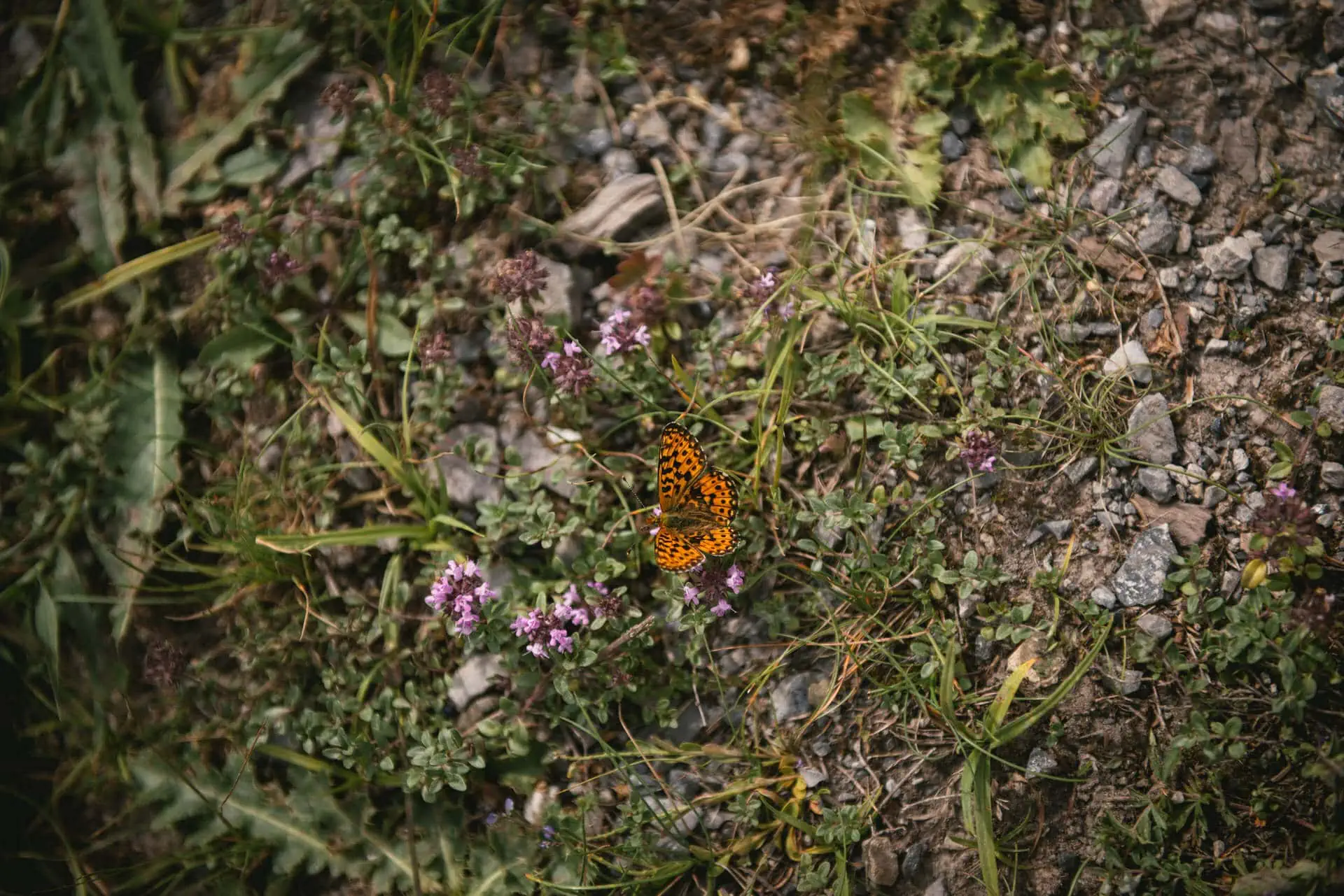 Vows etched in the heart of the mountains - hiking elopement in Switzerland.
