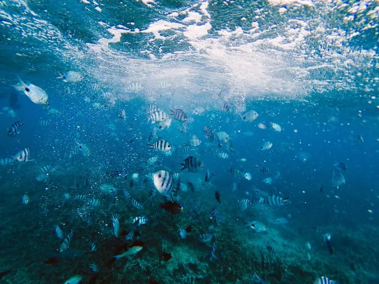 What to do in your Mauritius elopement - Underwater sea walk
