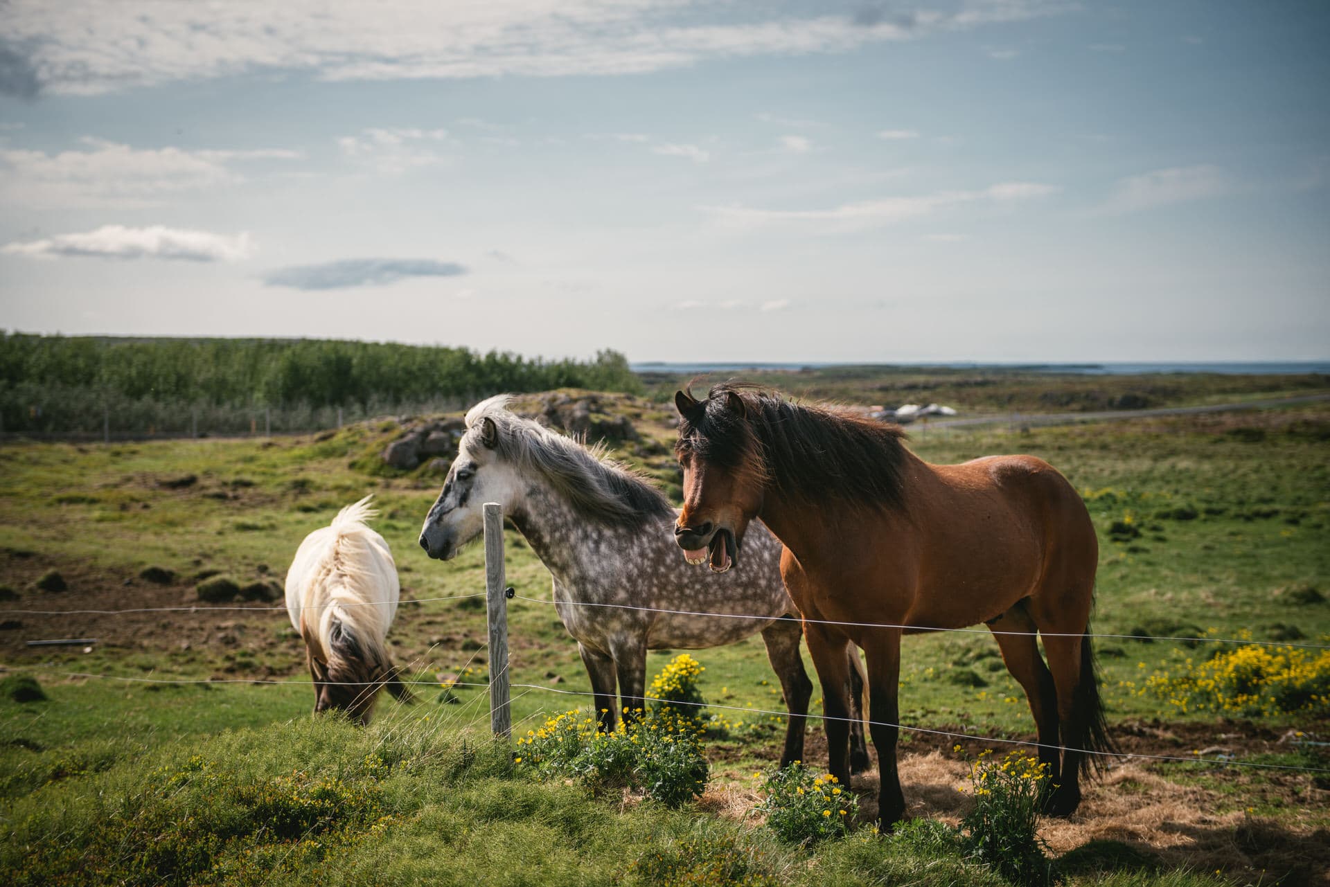 Amidst the enchanting Westfjords, Icelandic horses grace their love story, bridging the gap between untamed beauty and gentle companionship.