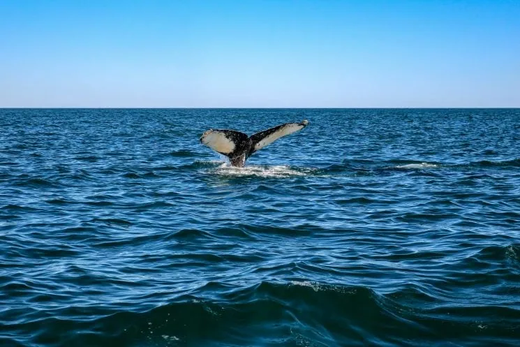 What to do in your Nova Scotia elopement - Whale watching elopement