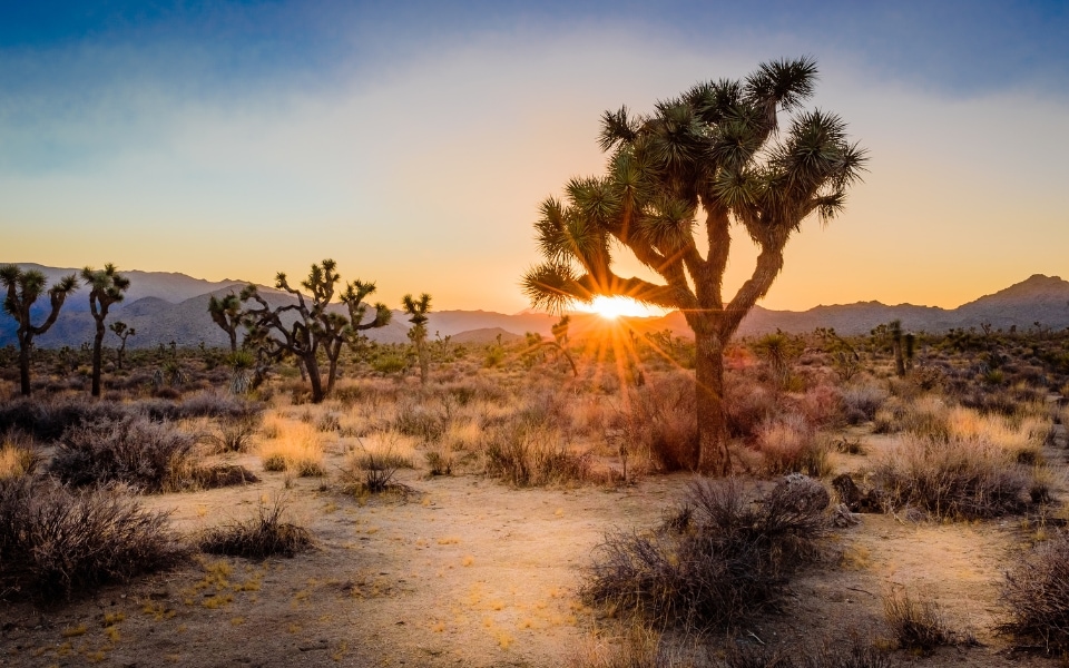 Elopement packages in California: Experience the Unique Splendor of Joshua Tree National Park