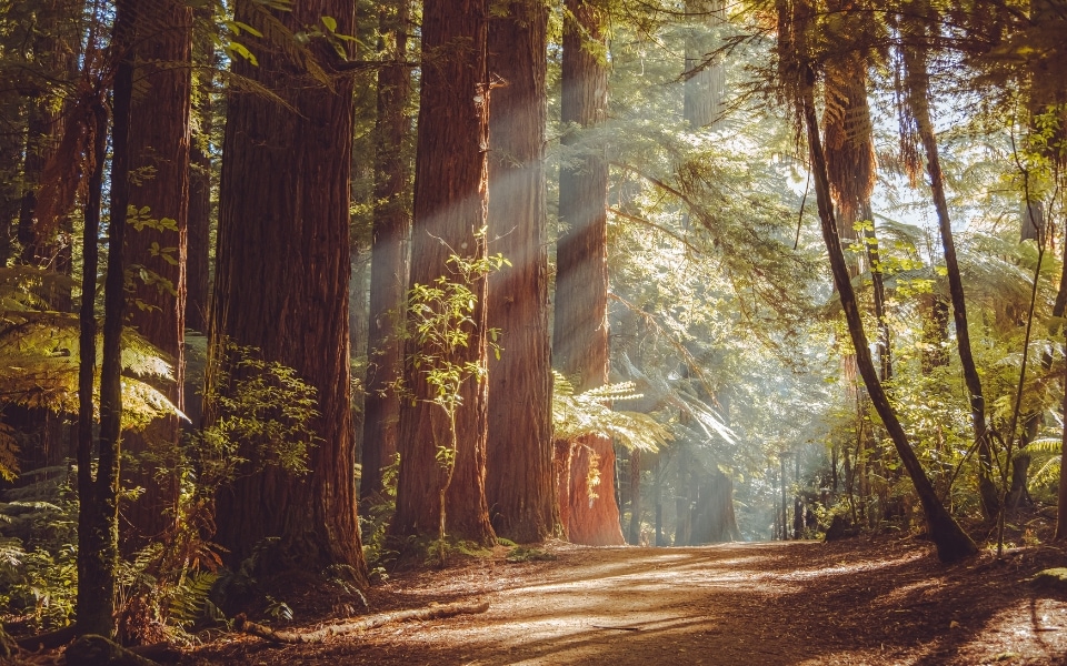 Elopement packages in California: Journey Through the Ancient Redwoods of California