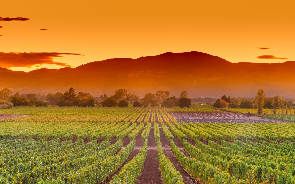 Elopement packages in California: Savor the Essence of California's Sun-Drenched Vineyards