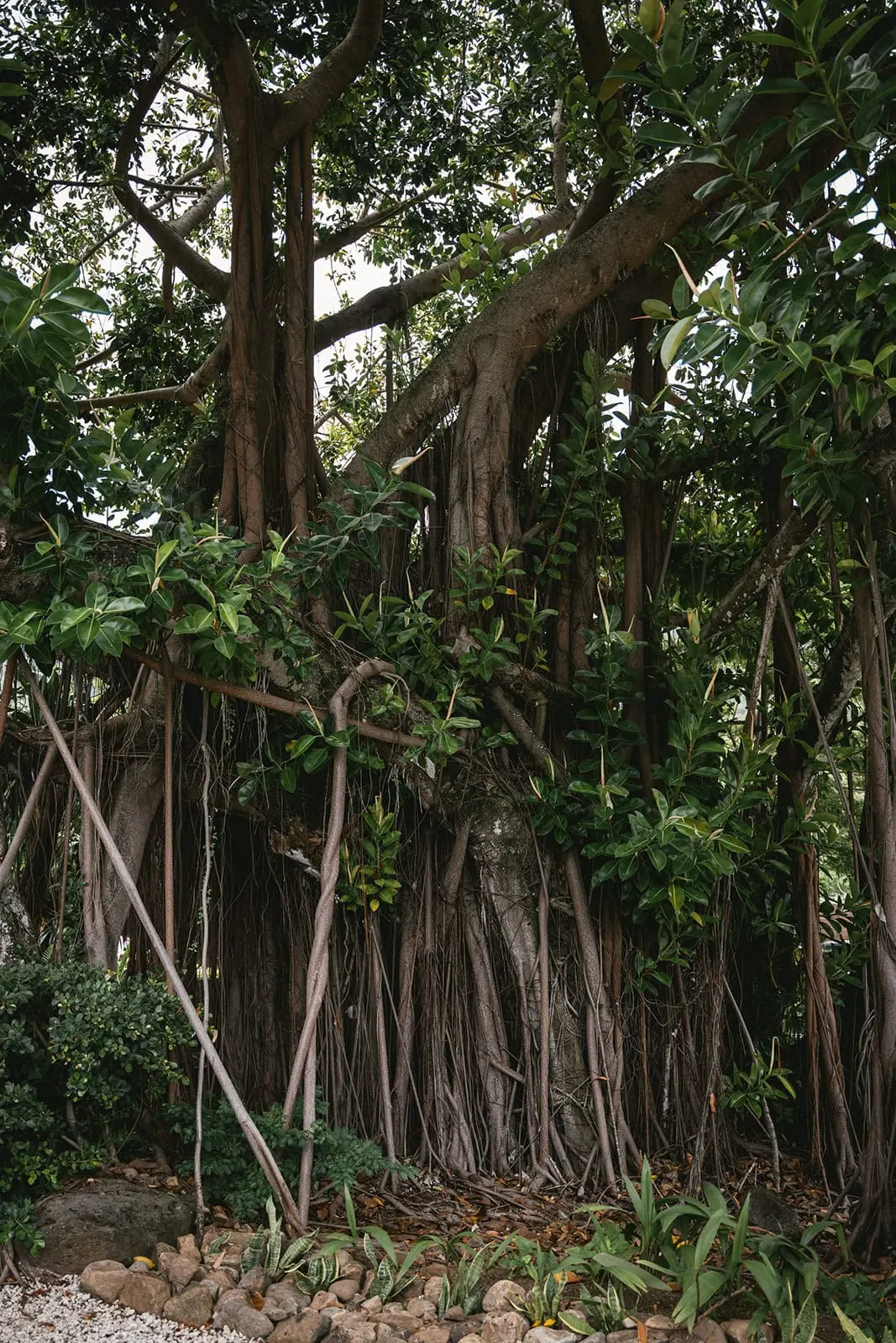French Polynesia elopement in the forest