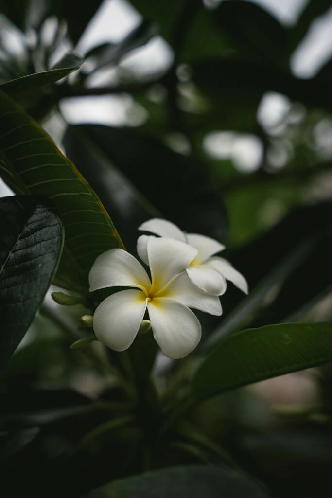 Close-up of a Polynesian flower during an intimate elopement